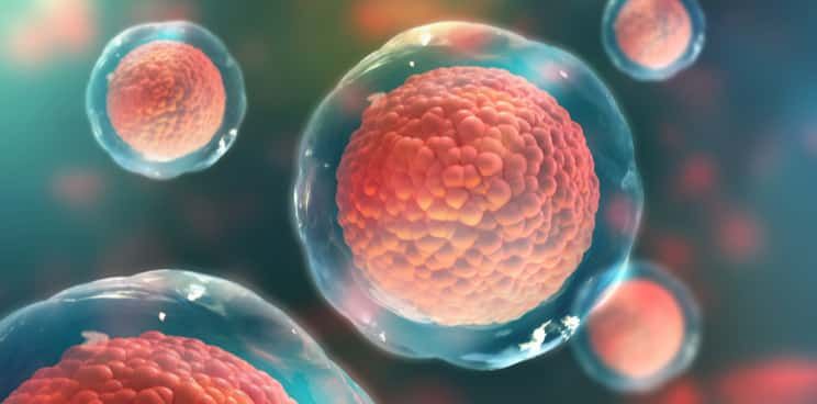  Studiu: Celulele stem crescute in laborator, utile pentru transplanturi 