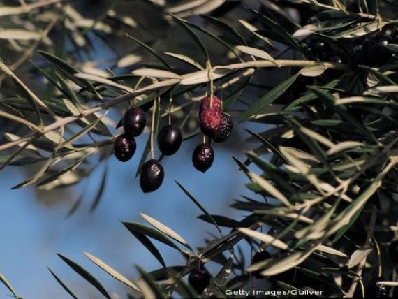 Cum a ajuns Spania, cel mai mare producator de ulei de masline din lume, obligata sa-l importe