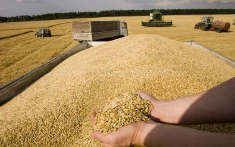 Vremea secetoasa poate provoca o scumpire a graului de calitate la nivel global - Mold-street.com
