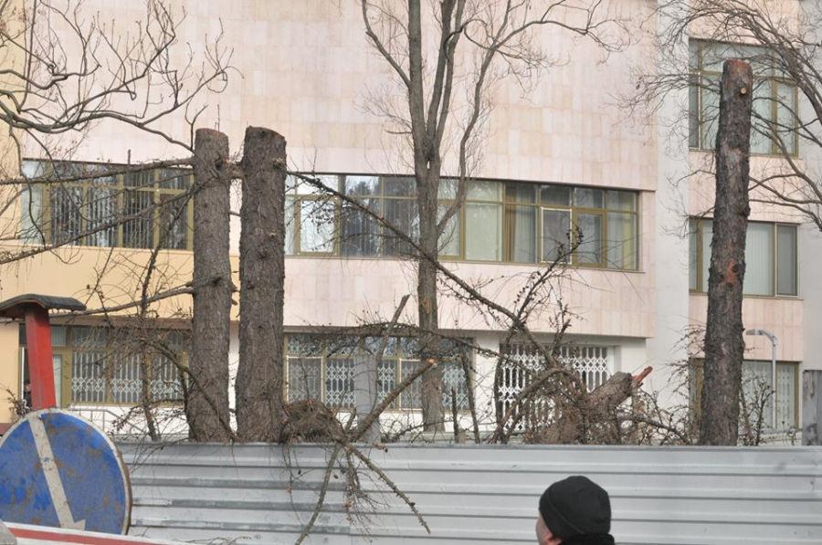 Muncitorii de la spatii verzi au inceput sa taie arborii din preajma Parlamentului - GALERIE FOTO