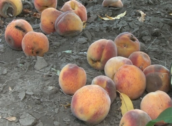 Blestemul unui an roditor. Cum ajung agricoltorii sa lase sute de tone de piersici sa se strice
