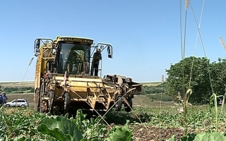 Recolta grabita la sfecla de zahar: "Daca mai asteptam se va usca". Ce scumpiri ar putea sa apara