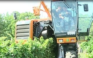 Struguri recoltati cu o combina multifunctionala: "Le va usura munca de doua ori"
