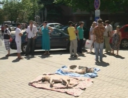 VIDEO. Trei caini morti in fata primariei! Protestatari: Primaria i-a otravit! Ce replica a avut Chirtoaca