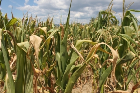 Ajutoare pentru agricultori. Guvernul a alocat inca 150 de milioane de lei pentru compensarea pierderilor