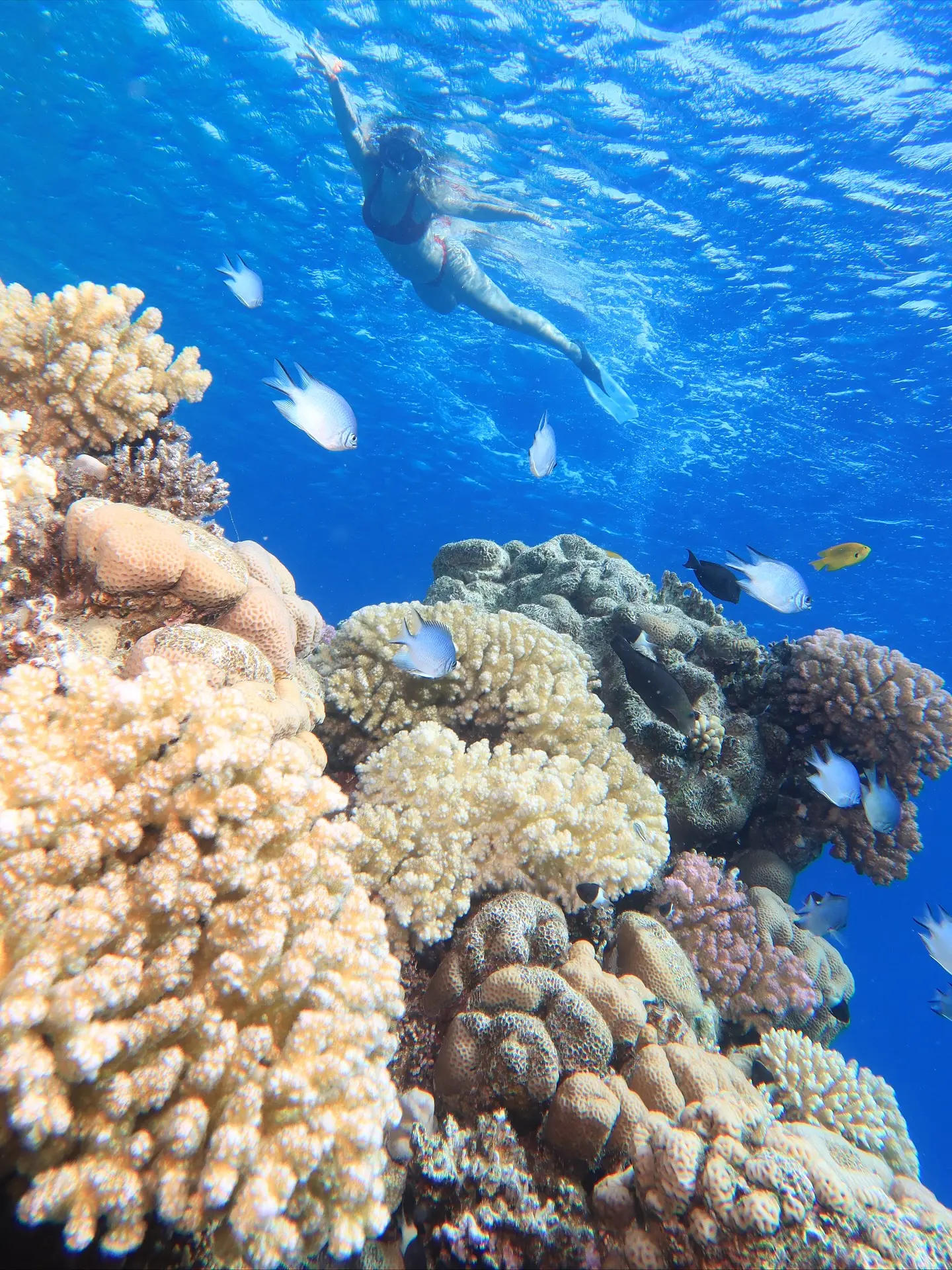 Vlada Mardari înotând cu peștii în Marea Roșie