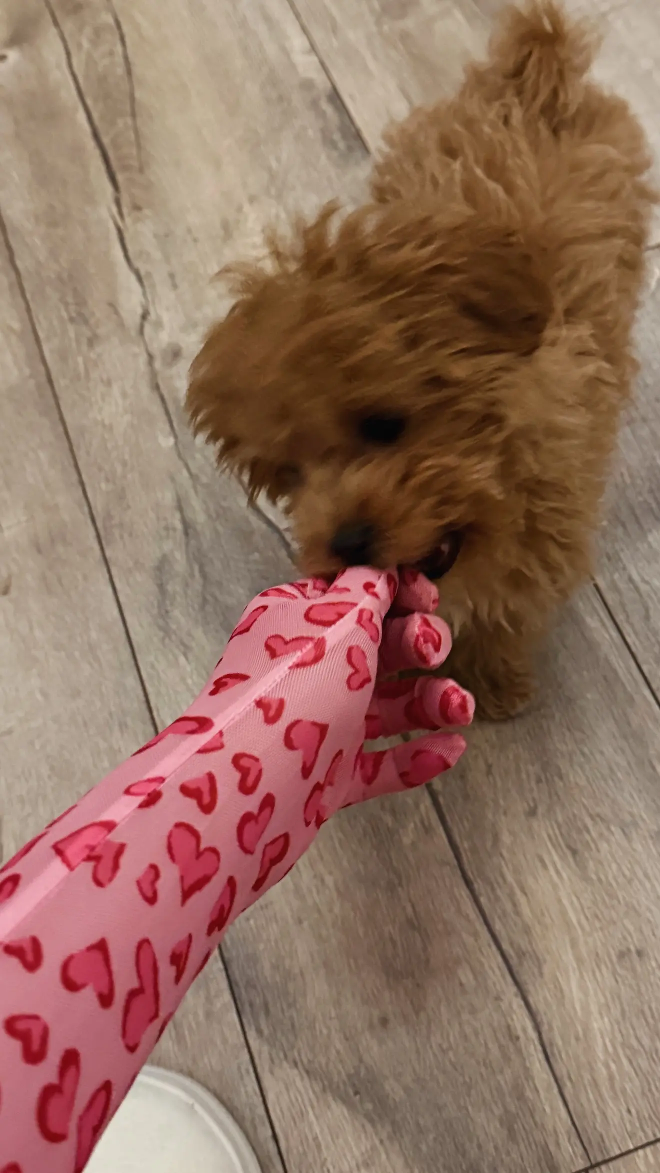  Vivi, noul membru al familiei