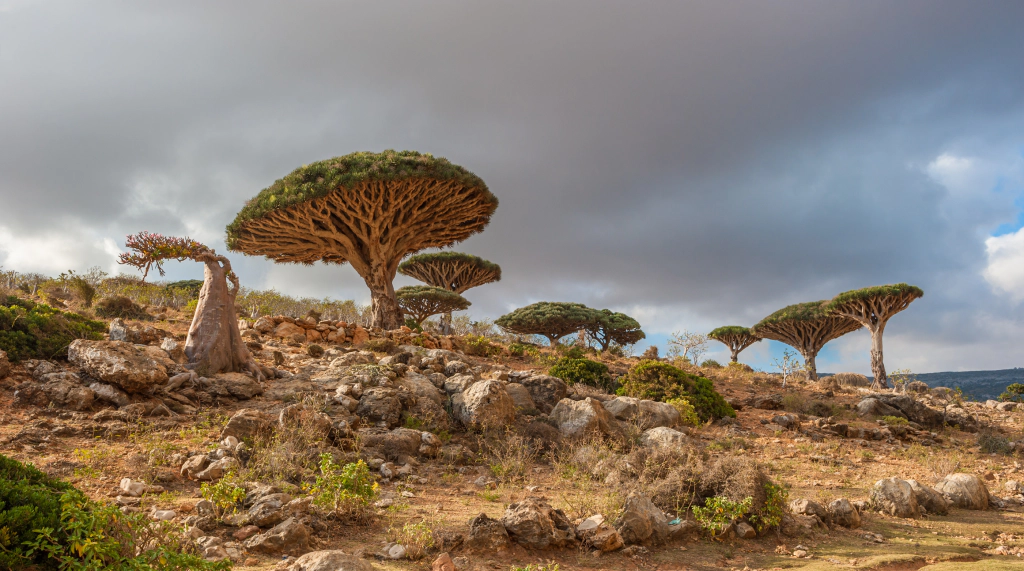 Insula Socotra 