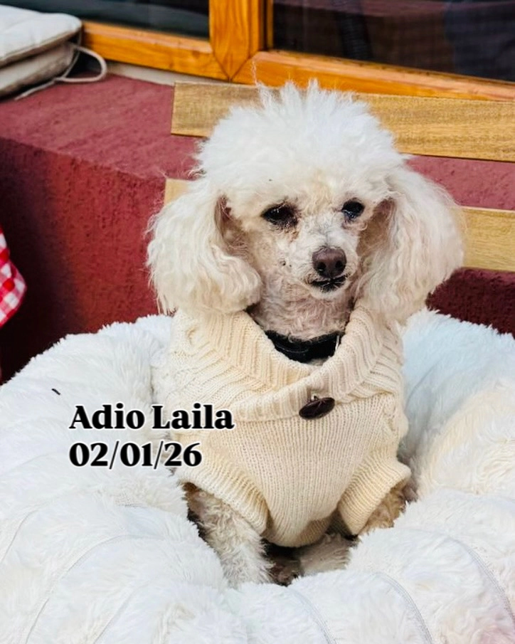 Laila