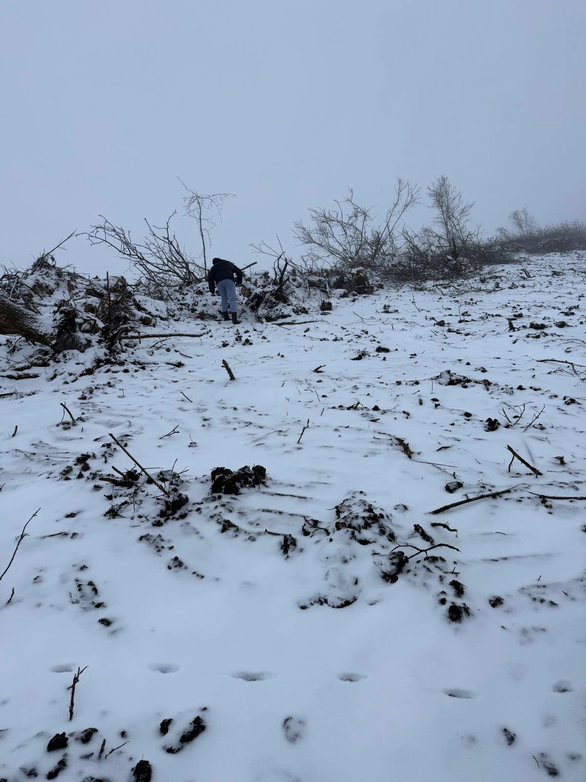 Tăieri ilegale de copaci la Ocnița