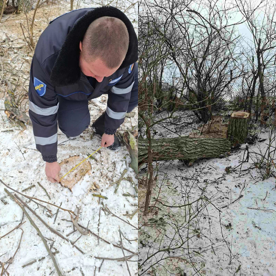 Tăieri ilegale de copaci la Rezina