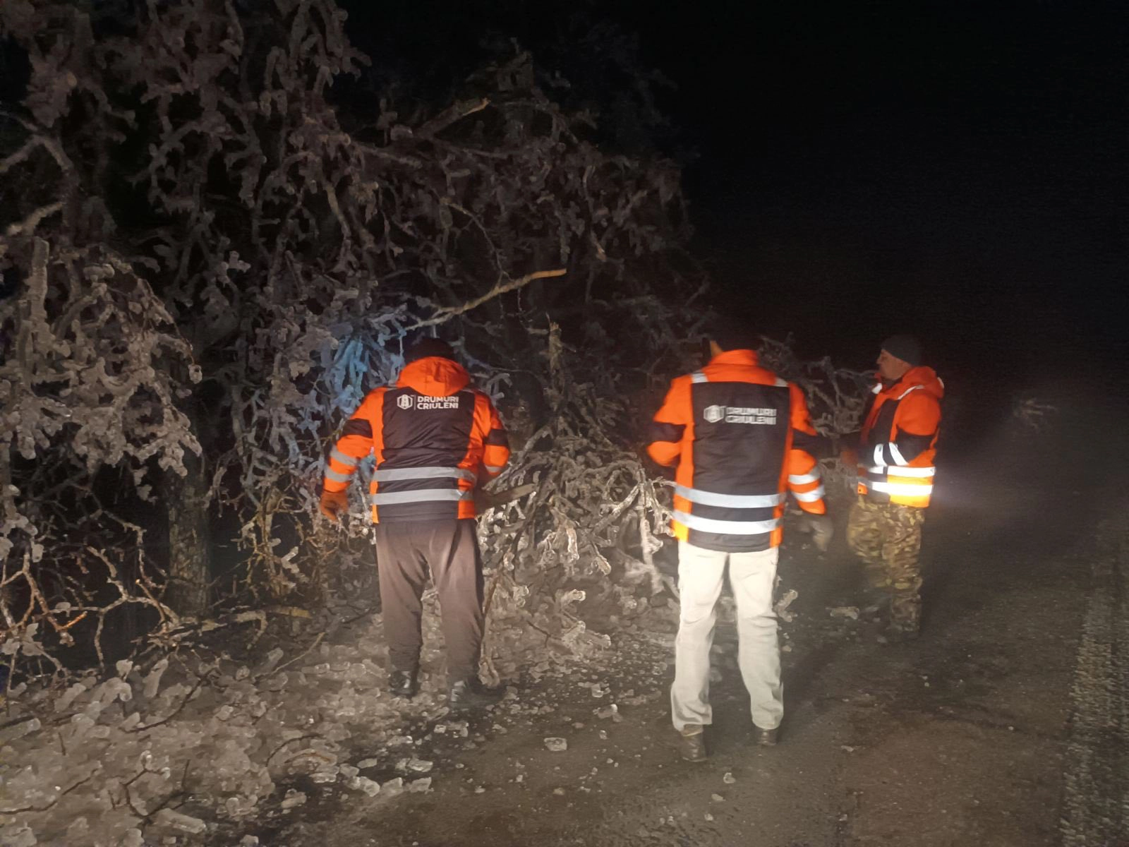 Copaci căzuți pe drum