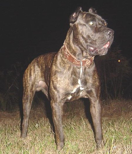 American Bandog