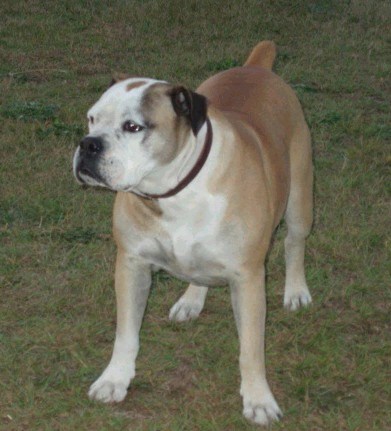 Campeiro Bulldog