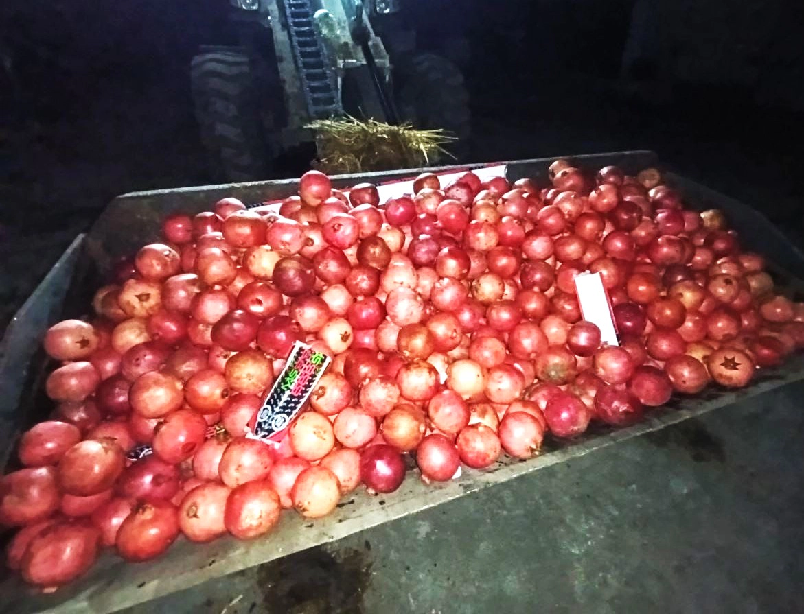 Lot de rodii neconforme