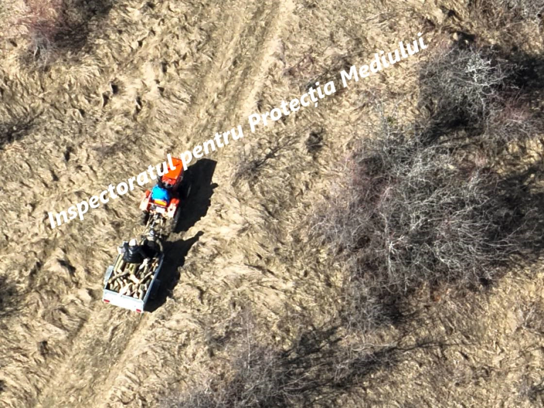Lemnele tăiate ilegal 