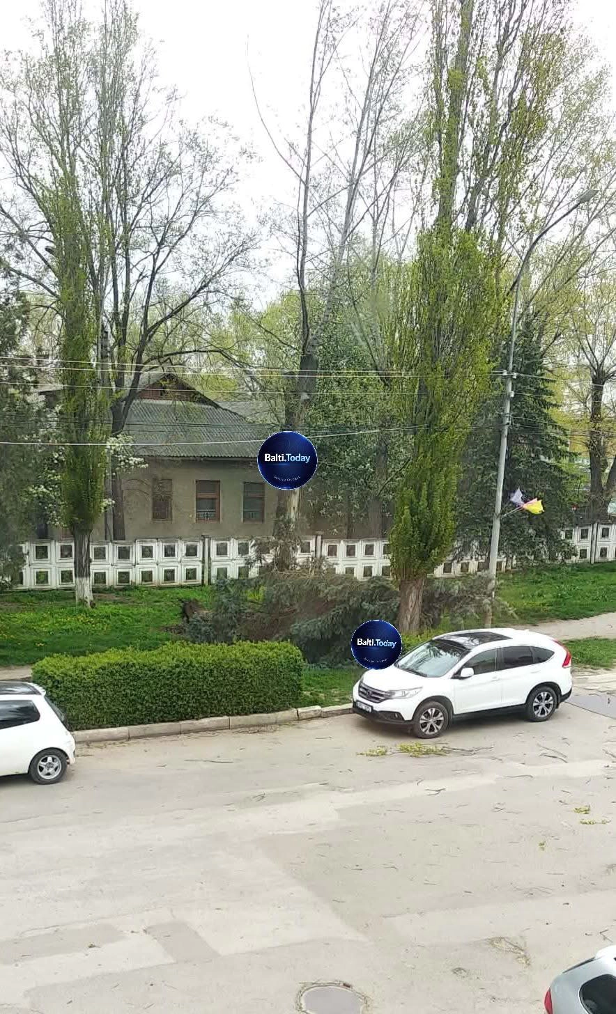 Brad smuls din rădăcină 
