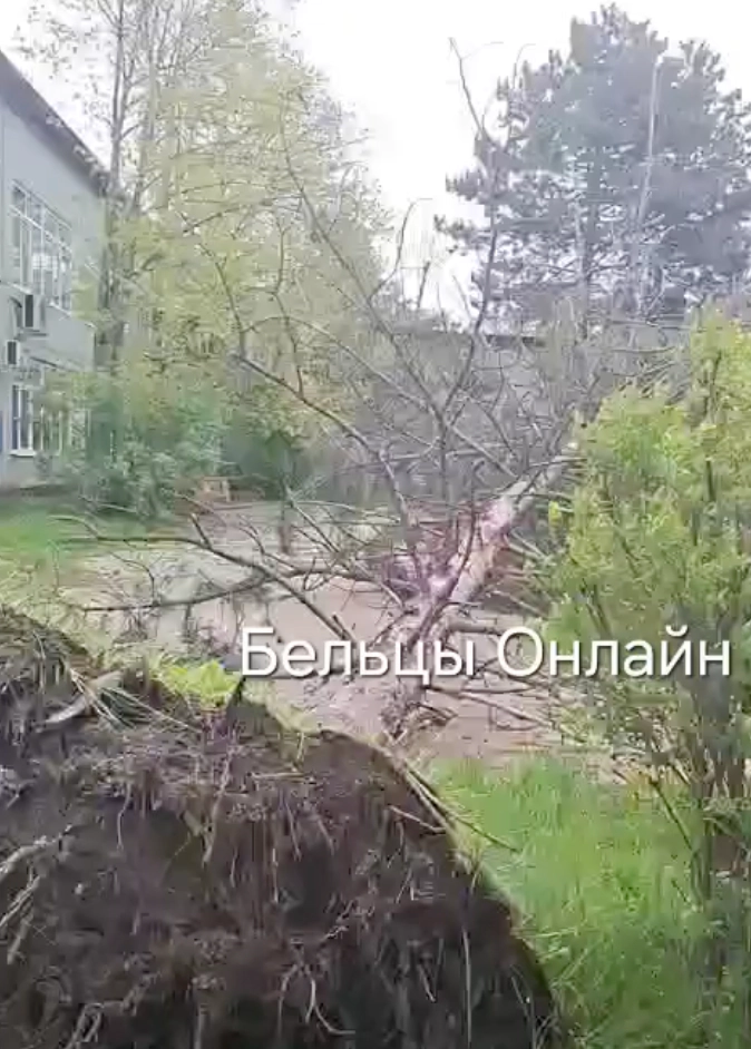 Copac doborât