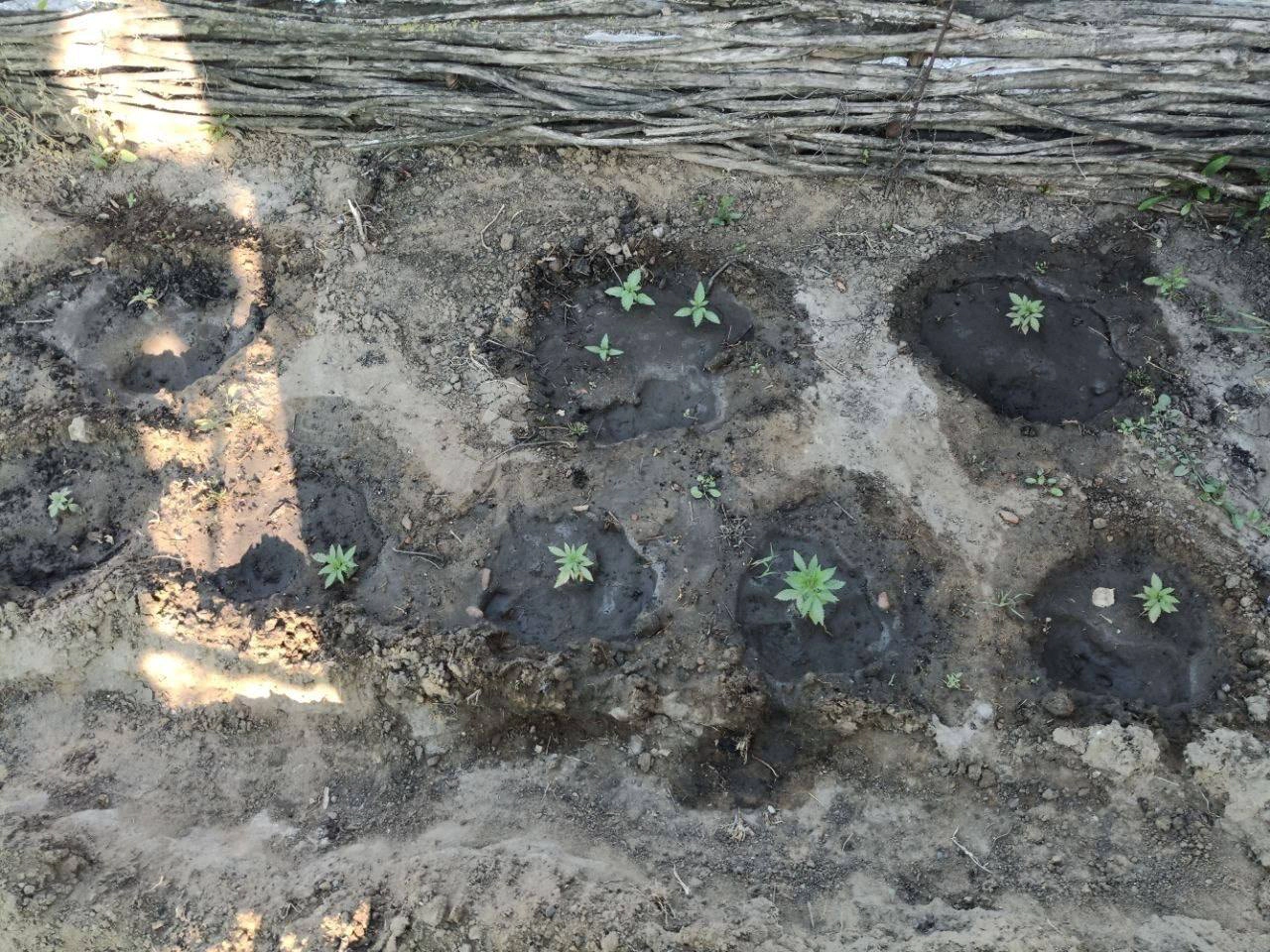 Plante cultivate