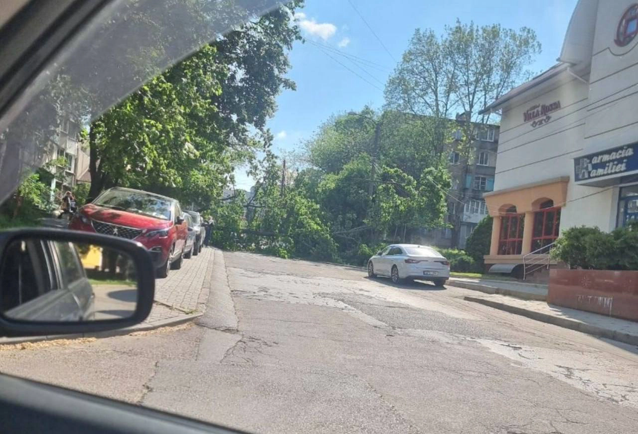 Copac căzut