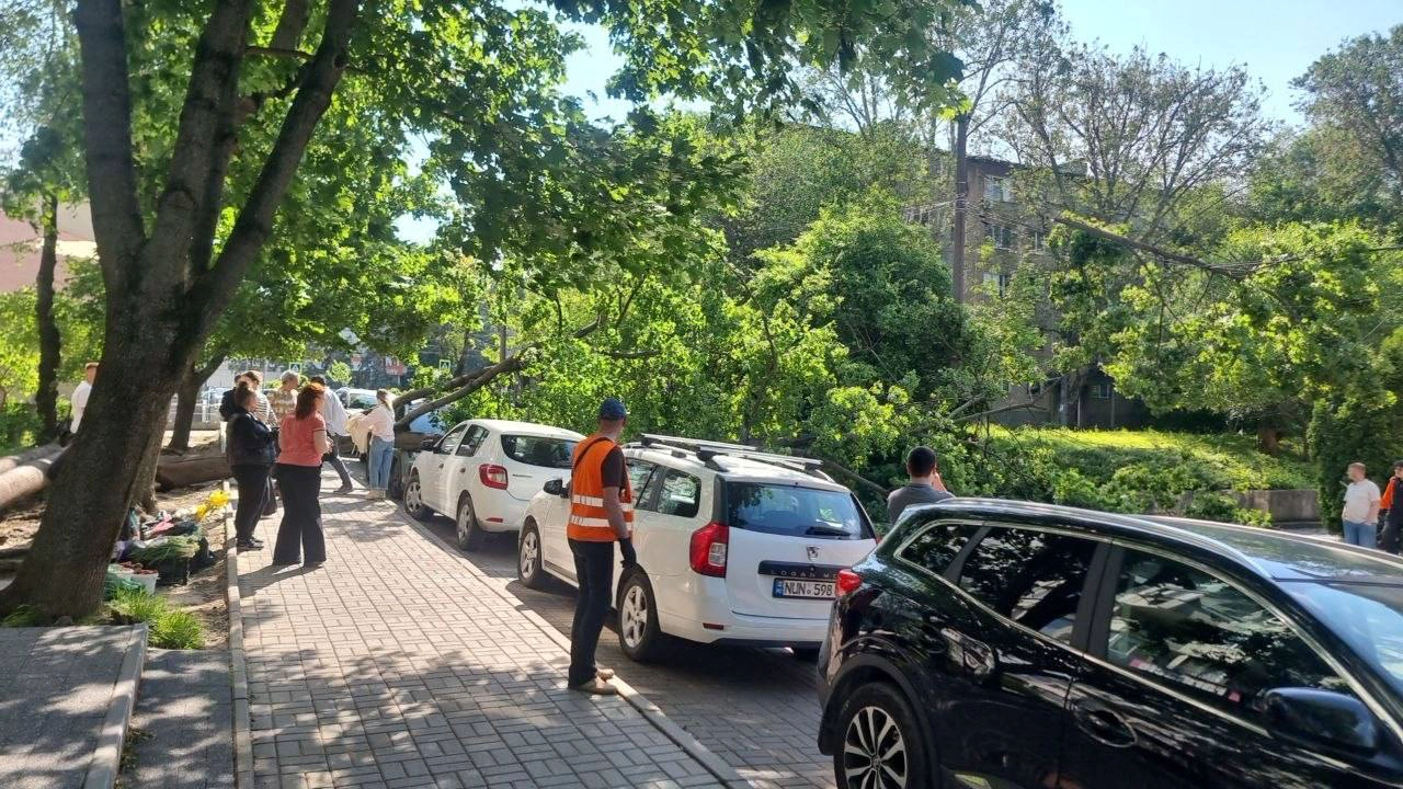 Copac căzut