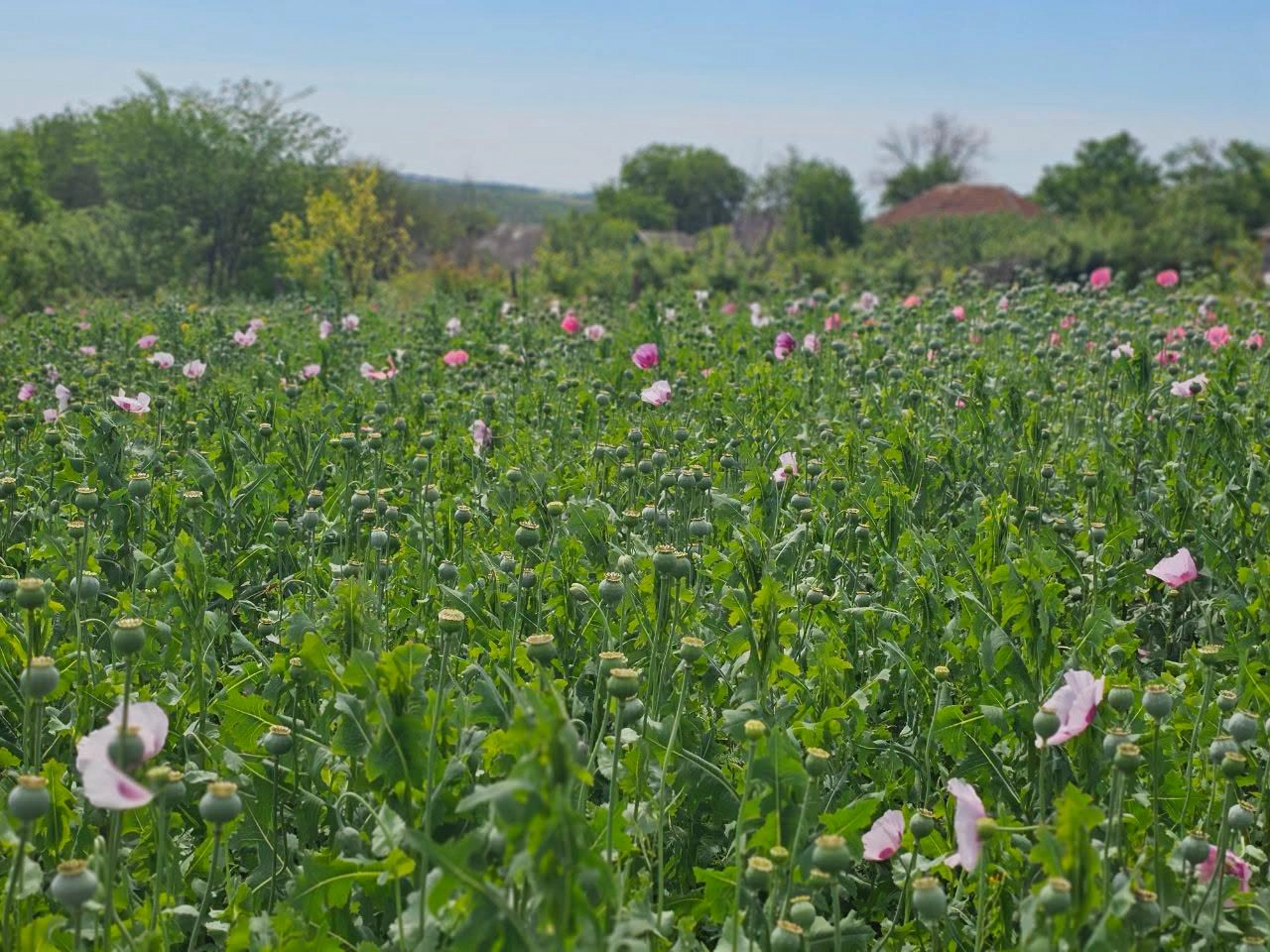 Plante asemănătoare macului