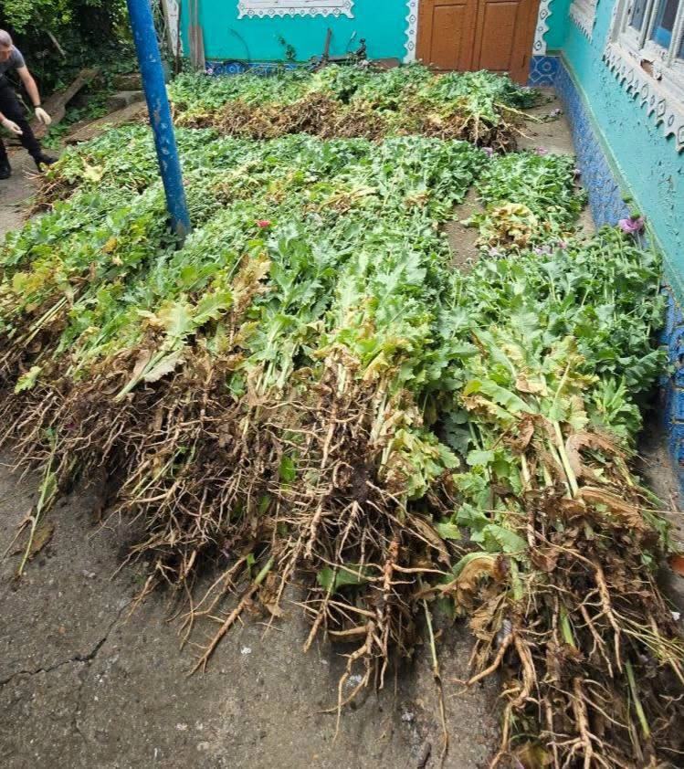 Plante asemănătoare macului