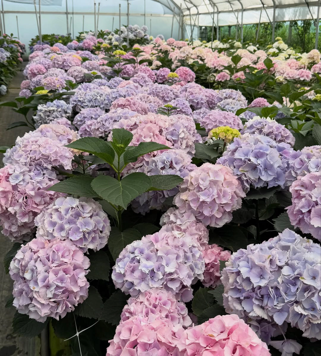 Hortensii