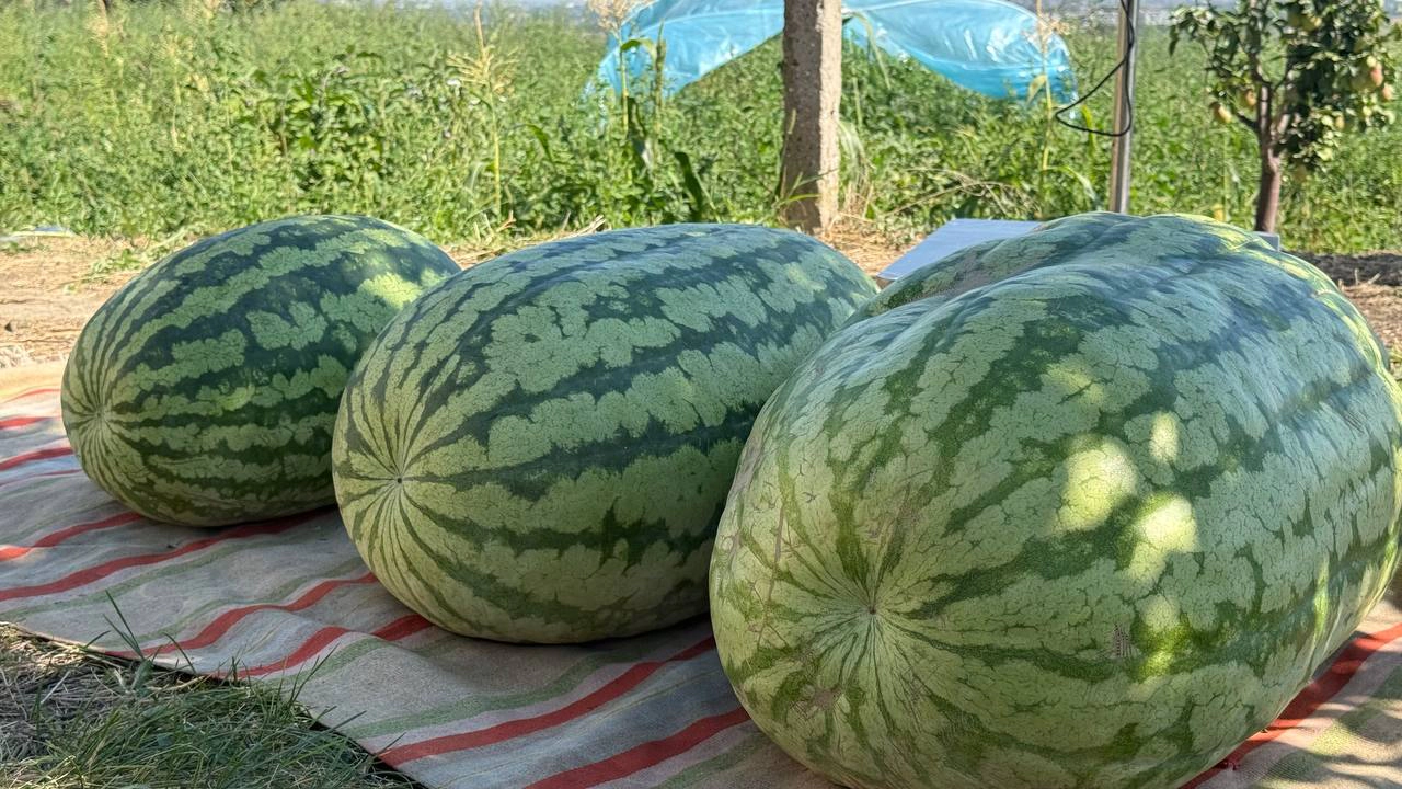 Pepeni uriași