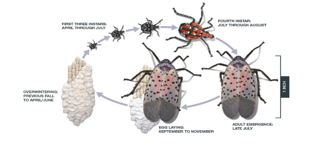 Lycorma delicatula
