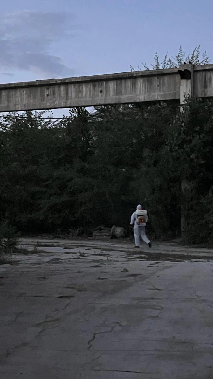 Dezinsecție