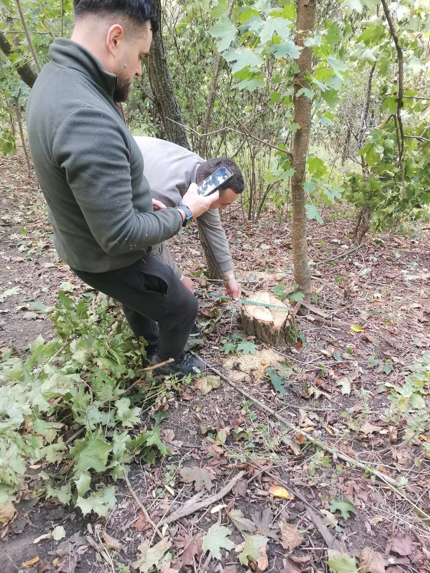 Arbori tăiați