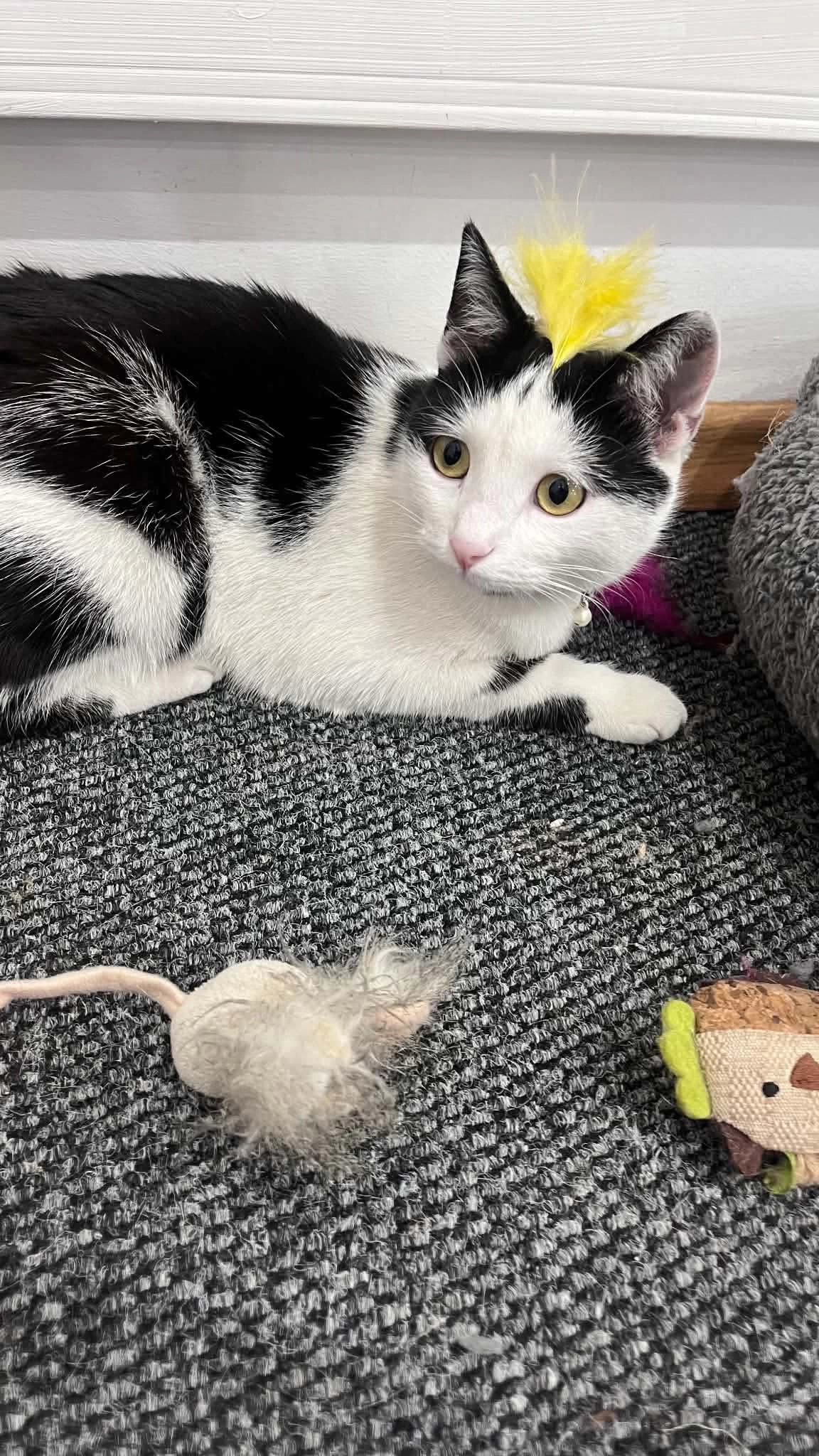 Mia